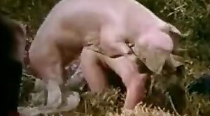 free-zoo,zoo-hd